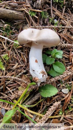 Hygrophorus agathosmus