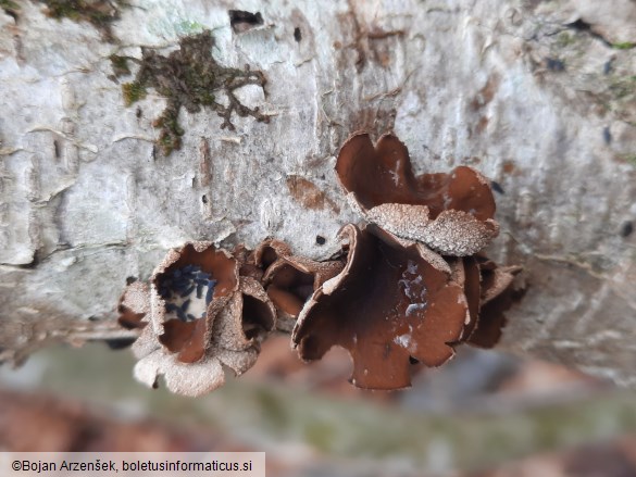 Encoelia furfuracea