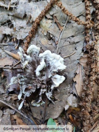 Thelephora atrocitrina