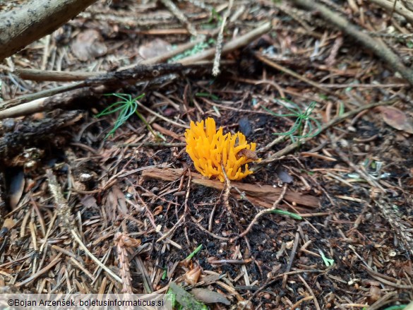 Calocera viscosa