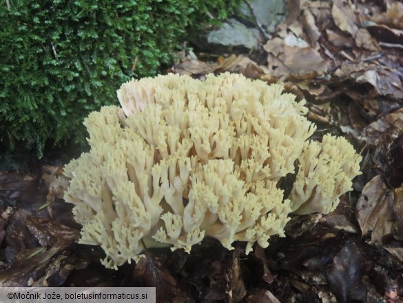 Ramaria edwinii