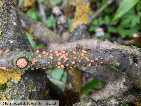 Nectria cinnabarina