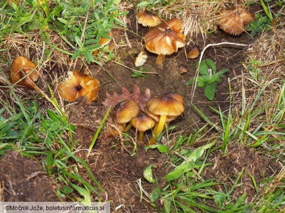 Hygrocybe spadicea