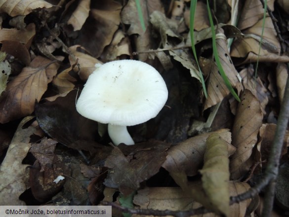 Russula raoultii