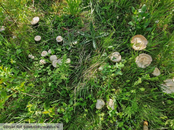 Entoloma sepium