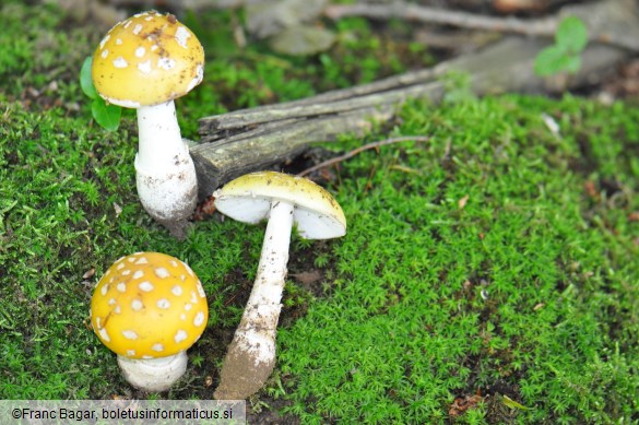 Amanita gemmata