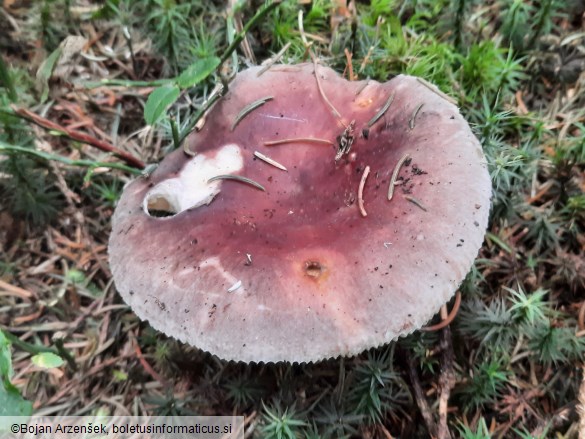 Russula vesca