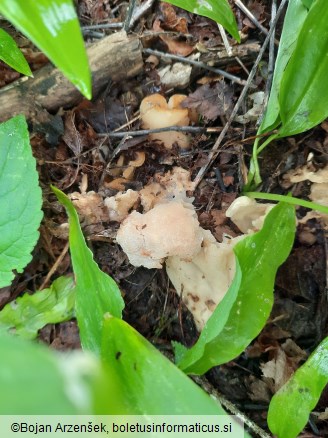 Morchella esculenta