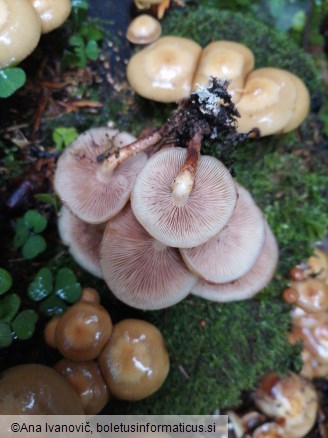 Kuehneromyces mutabilis