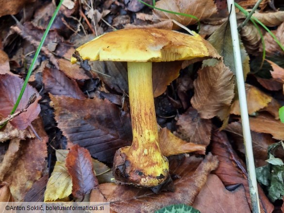 Cortinarius splendens