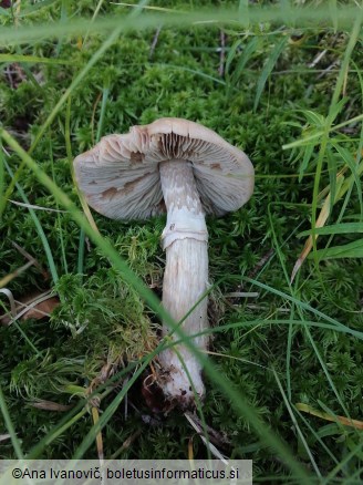 Cortinarius caperatus