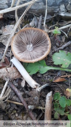 Psathyrella groegeri