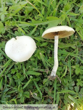 Agrocybe aegerita
