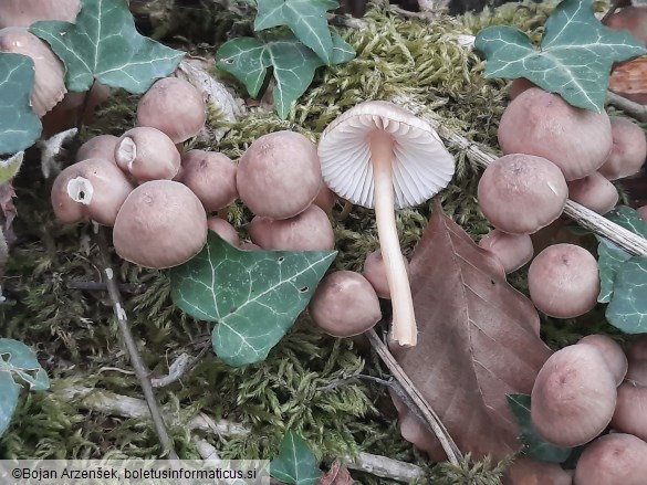 Mycena renati