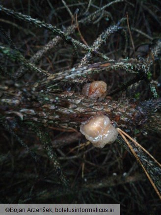 Naematelia encephala