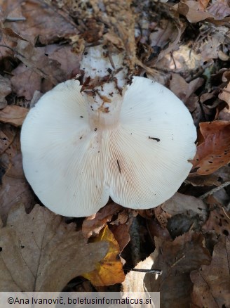 Clitocybe nebularis