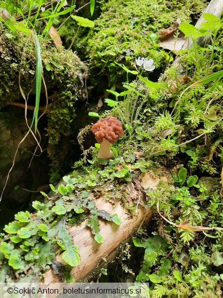 Gyromitra esculenta