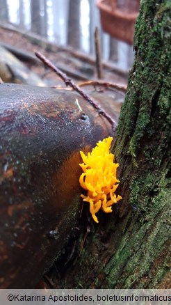 Calocera viscosa