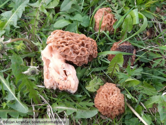 Morchella esculenta