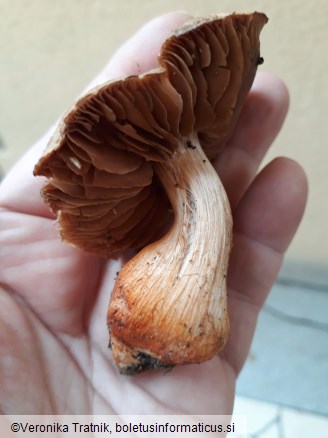 Cortinarius bulliardii