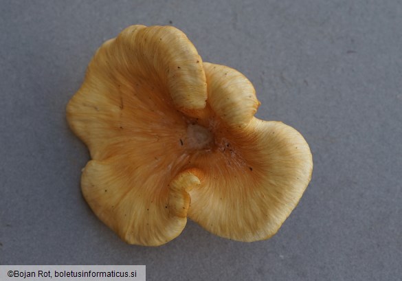 Neofavolus suavissimus