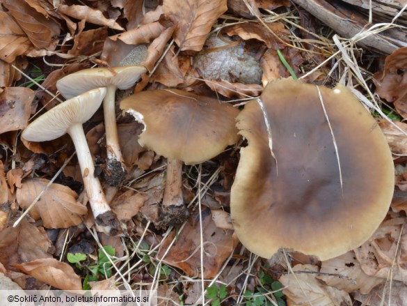 Melanoleuca cognata