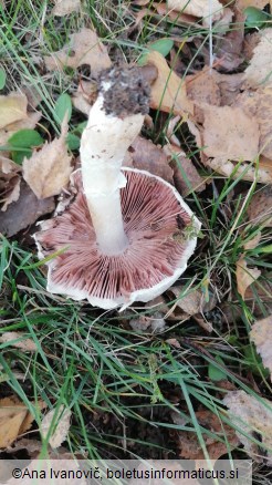 Agaricus campestris