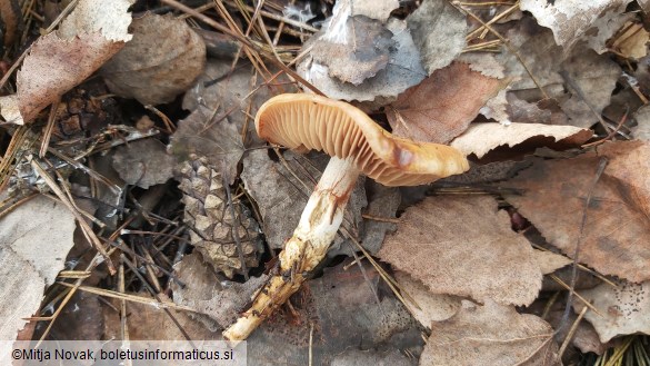 Cortinarius trivialis