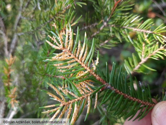 Chrysomyxa rhododendri