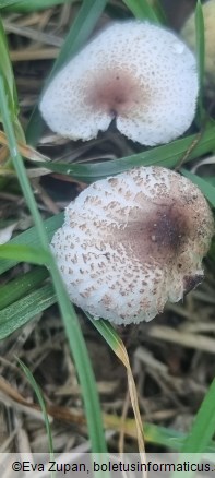 Lepiota lilacea