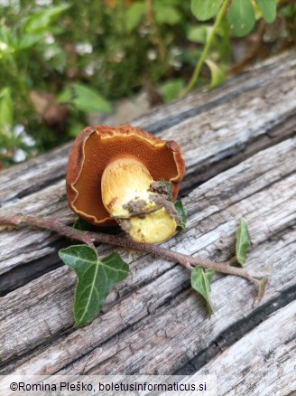 Chalciporus piperatus