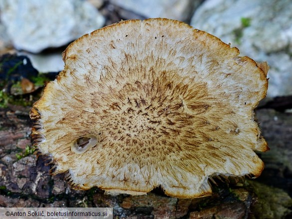 Cystoagaricus silvestris