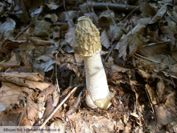 Phallus impudicus