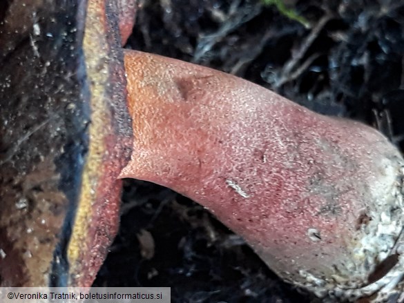 Neoboletus erythropus