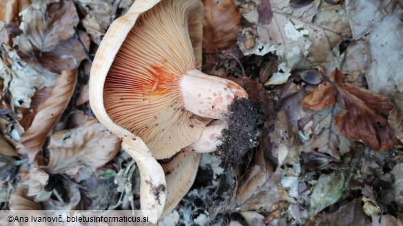 Lactarius deterrimus