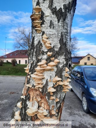 Trametes hirsuta