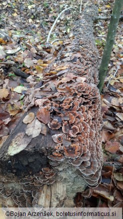 Trametes versicolor