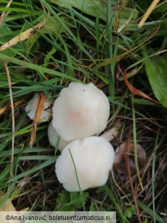 Hygrocybe virginea