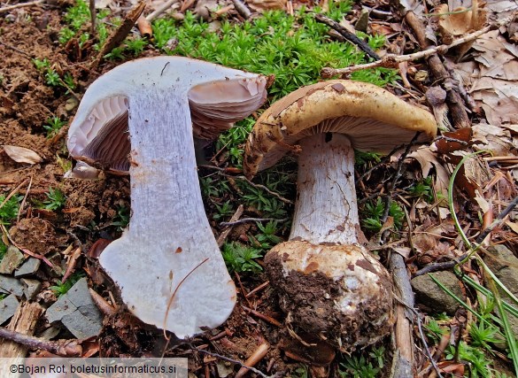 Calonarius suaveolens