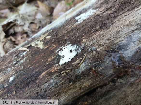 Henningsomyces candidus