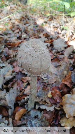 Macrolepiota procera