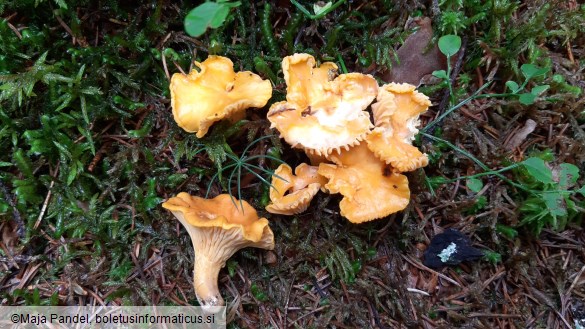 Cantharellus cibarius