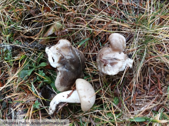 Hygrophorus agathosmus