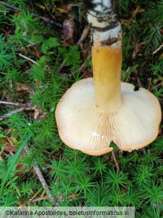 Lactifluus volemus