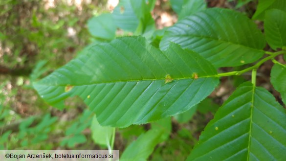 Puccinia coronata