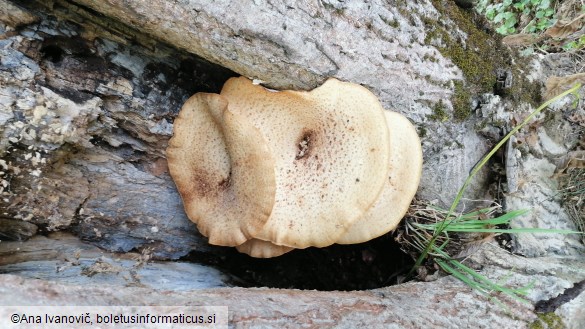 Pholiota squarrosa