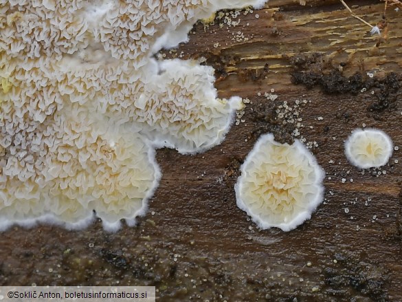 Leucogyrophana sororia
