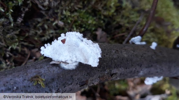 Schizophyllum commune