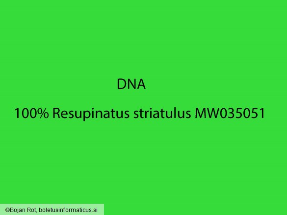 Resupinatus striatulus