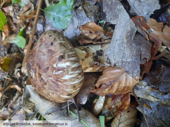 Tricholoma nauseosum